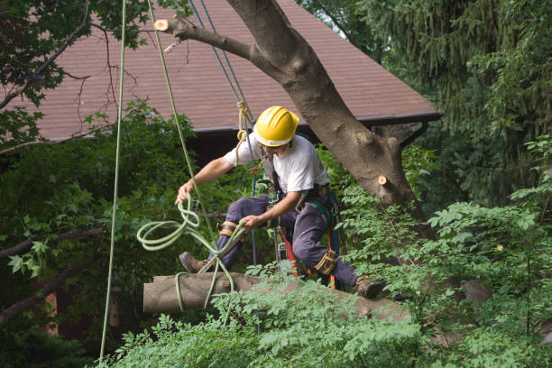 Best Tree and Shrub Care  in East Richmond Heights, CA