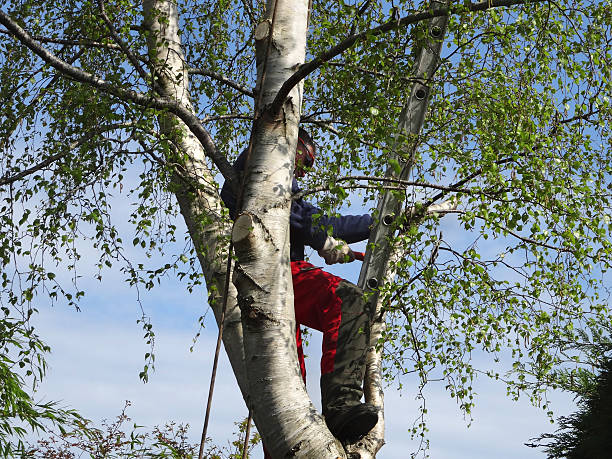  East Richmond Heights, CA Tree Care Pros